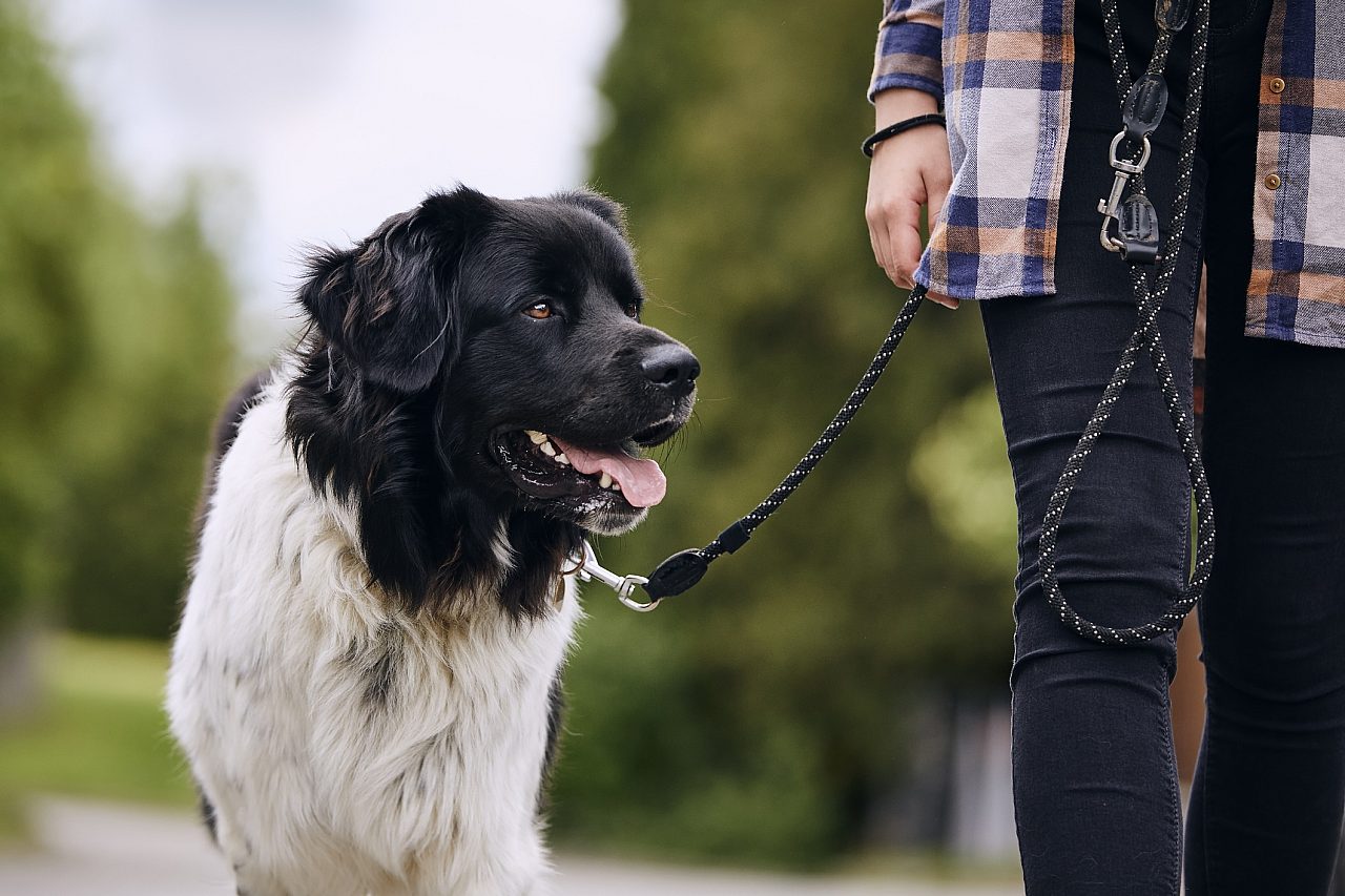 Basic training on leash dog