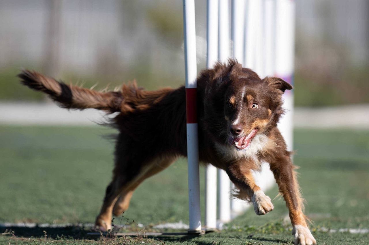 Dog agility training